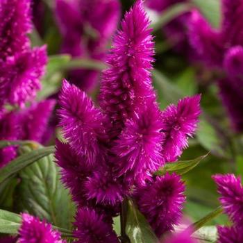 Intenz&trade; Dark Purple