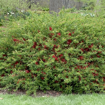 'Texas Scarlet' Flowering Quince