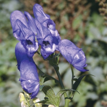 Monkshood Monkshood