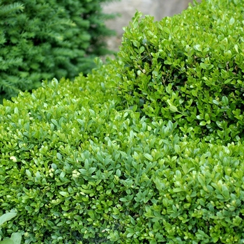 Green Gem Boxwood Green Gem Boxwood