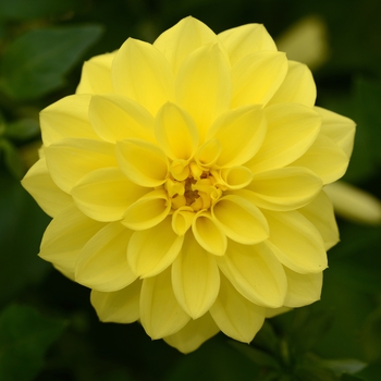 Dahlia  Dahlia
