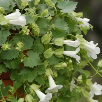 Compact White Lofos®