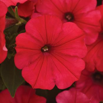 ColorRush&trade; Watermelon Red