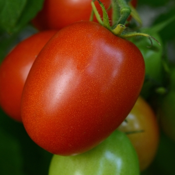 Tomato Tomato