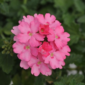 Verbena