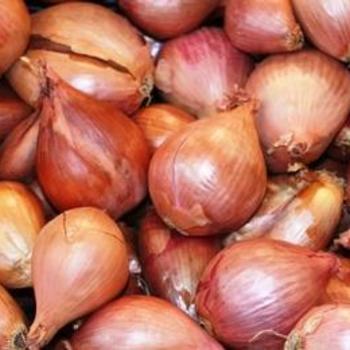 Shallot Shallot