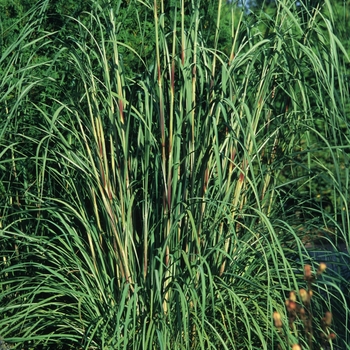 Plume Grass