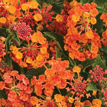Luscious &reg; Lantana