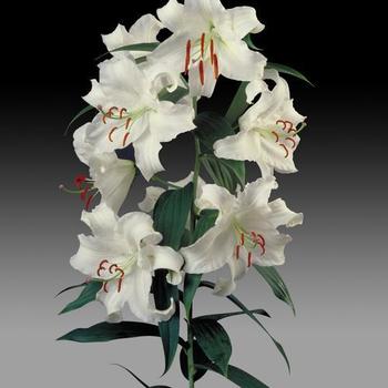Oriental Lily Oriental Lily