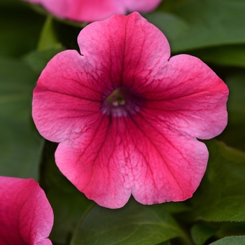 Headliner&trade; Lipstick