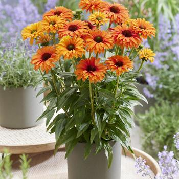 Coneflower Coneflower