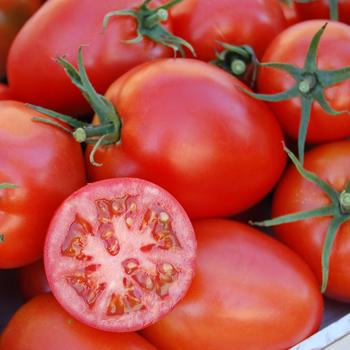 Tomato Tomato