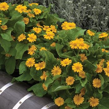 'Jackpot Gold' 'Jackpot Gold'