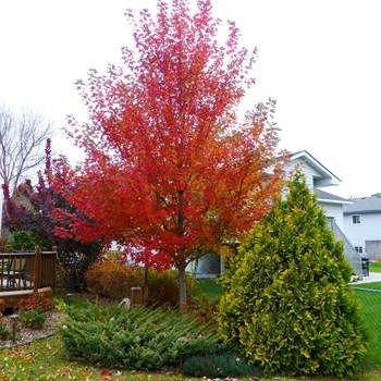 Matador™ Maple  Matador™ Maple