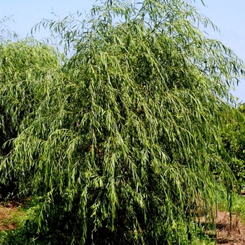 Golden Weeping Willow