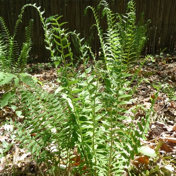 Christmas Fern Christmas Fern