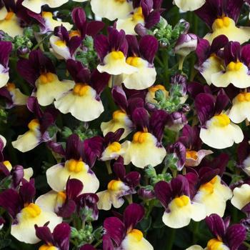 Nemesia Nemesia