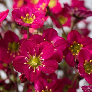 Marto™ Hot Rose Rockfoil Marto™ Hot Rose Rockfoil