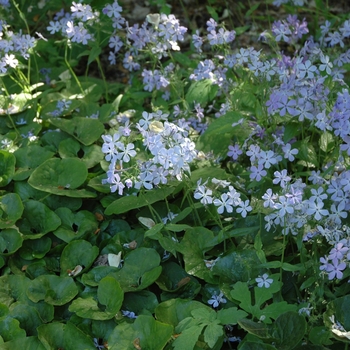 Woodland Phlox Woodland Phlox