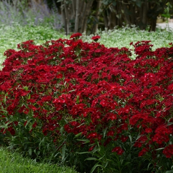 Border Carnation Border Carnation