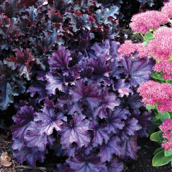 Coral Bells