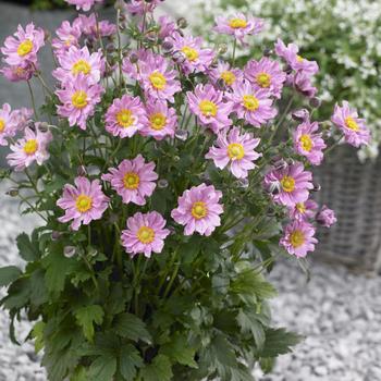 Windflower Windflower