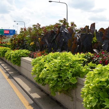 Ipomoea (Sweet Potato Vine) Ipomoea (Sweet Potato Vine)