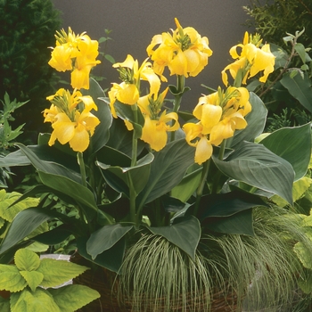 Cannova&reg; Yellow