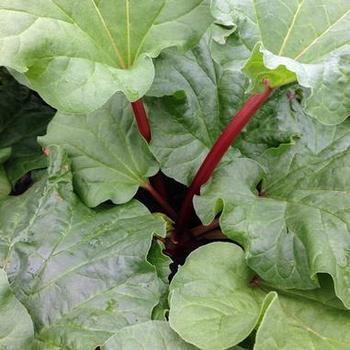Rhubarb Rhubarb