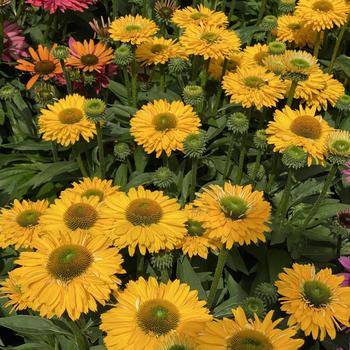 Coneflower Coneflower