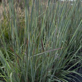 Little Bluestem