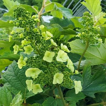 'Munchkin' Oakleaf Hydrangea 'Munchkin' Oakleaf Hydrangea