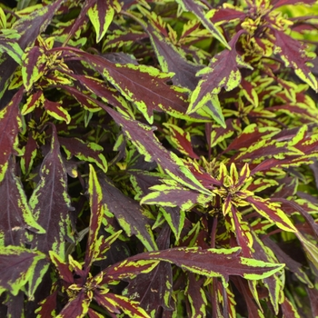 Coleus Coleus
