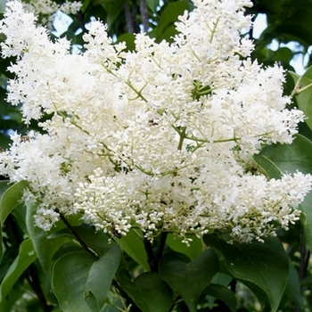 Japanese Lilac Tree Japanese Lilac Tree