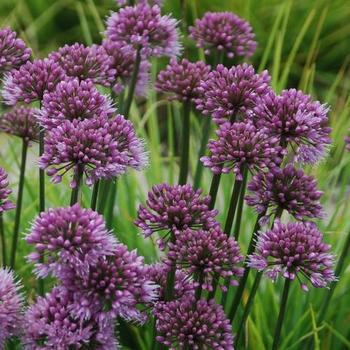 Ornamental Onion Ornamental Onion