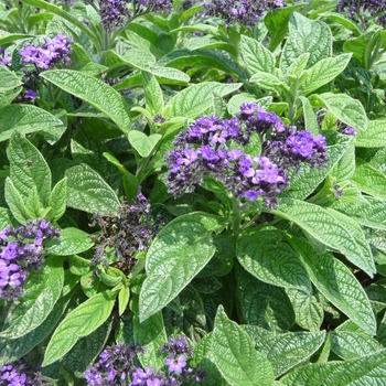 Heliotrope Heliotrope