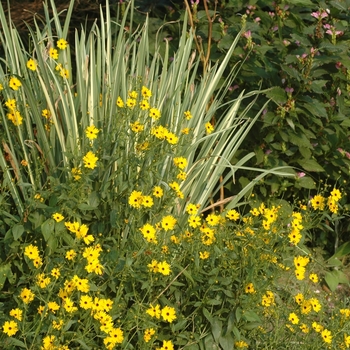 Japanese Iris Japanese Iris