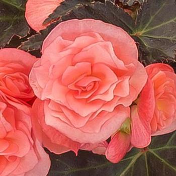 Begonia