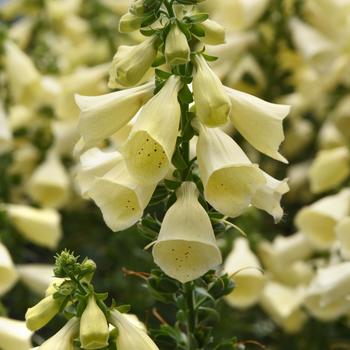 Foxglove