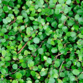 Muehlenbeckia (Creeping Wire Vine) Muehlenbeckia (Creeping Wire Vine)