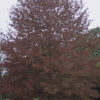 Scarlet Oak Scarlet Oak