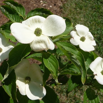 Chinese Dogwood or Kousa Dogwood Chinese Dogwood or Kousa Dogwood
