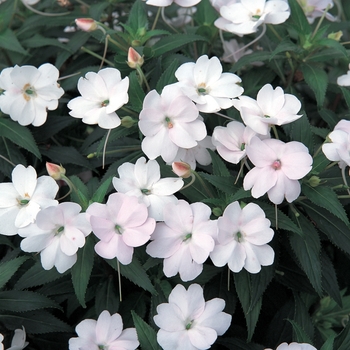 SunPatiens® Vigorous White