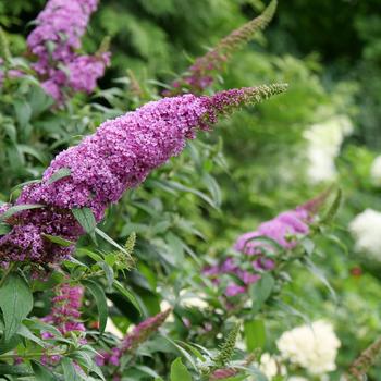 'Pugster Pinker®' Butterfly Bush