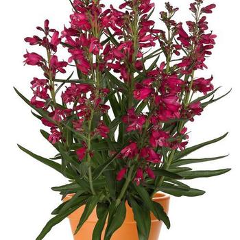 Beardtongue Beardtongue