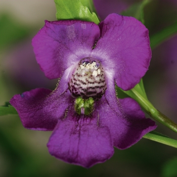  Carita Purple