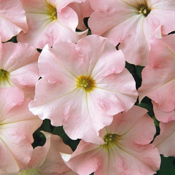 Petunia Petunia