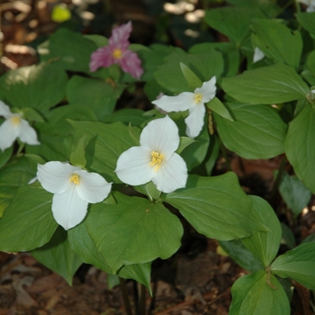 Trillium, Large-flowered Trillium, Large-flowered