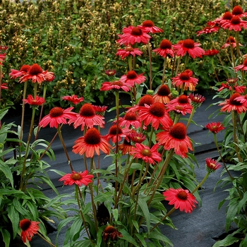 Coneflower