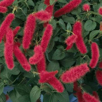 Chenille Firetail Chenille Firetail